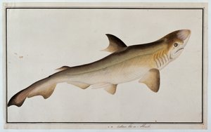 Haai, Eekan Ee-oo, uit Tekeningen van Vissen van Malakka, c.1805-18 door Chinese School